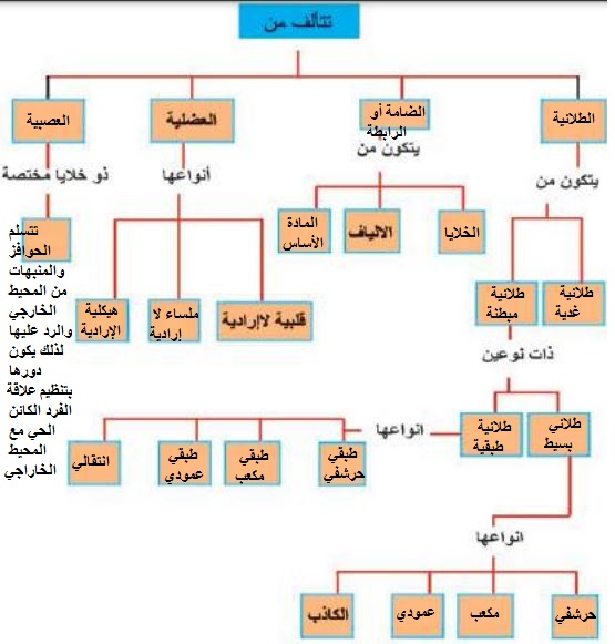 أكمل خارطة الأنشطة الجسمية